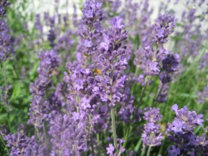Lavendel-1